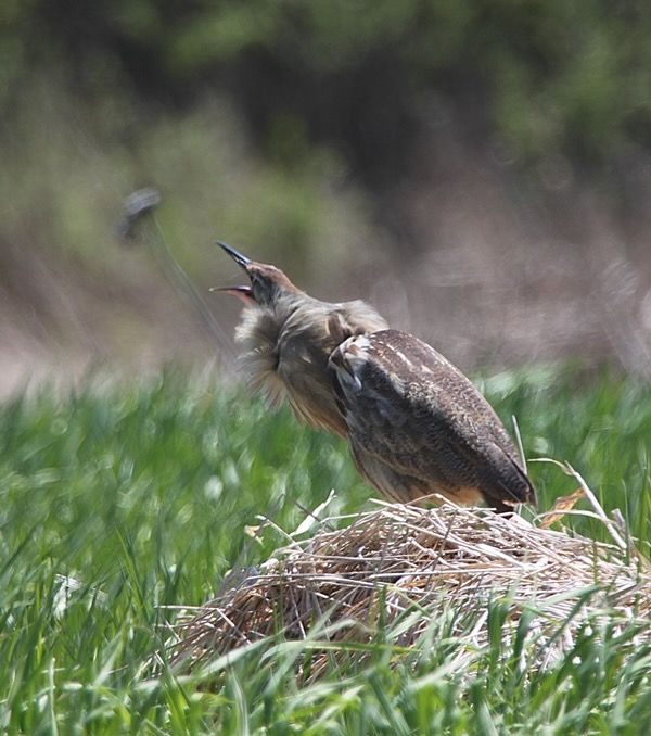 American Bittern at Missiquoi National Wildlife Refuge by Ken Sturm/USFWS, Public Domain